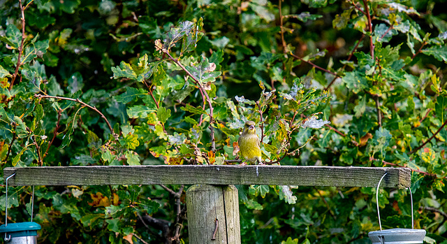 Greenfinch