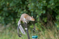 A squirrel on the bird feeder at Burton