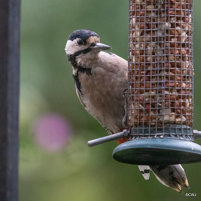 Greater Spotted Woodpecker