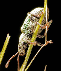 IMG 0092Weevilv2