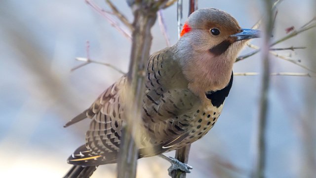 Northern Flicker