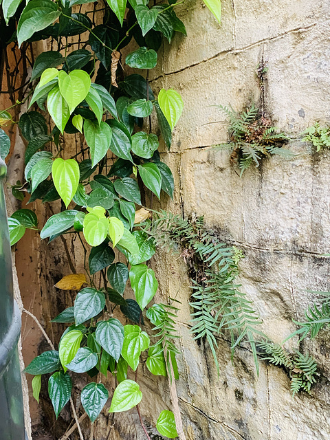 Betel leaves