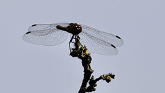 Sympetrum le retour