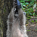 20230809 3734CPw [D~PB] Waschbär (Procyon lotor), Nadermann Tierpark, Delbrück