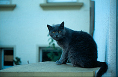 Yellow Eye