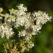 20140719 4072VRAw [D~LIP] HDR2  Freilichtmuseum Detmold