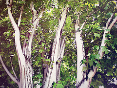 Up in the summer trees Up in the summer trees