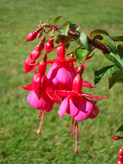 Fulbourn Garden 2011-07-23 005