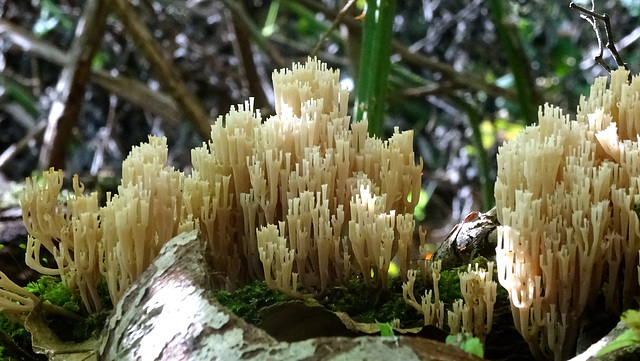 Korallen im Wald