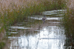 EOS 6D Peter Harriman 13 27 23 05800 Cygnets dpp