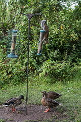 A squirrel on the feeders with ducks waiting for dropped seeds