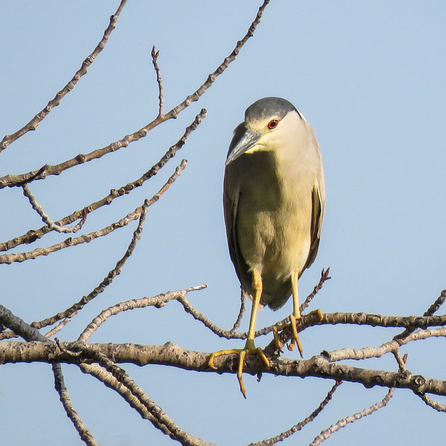 Black-crowned Night-Heron / Nycticorax nycticorax