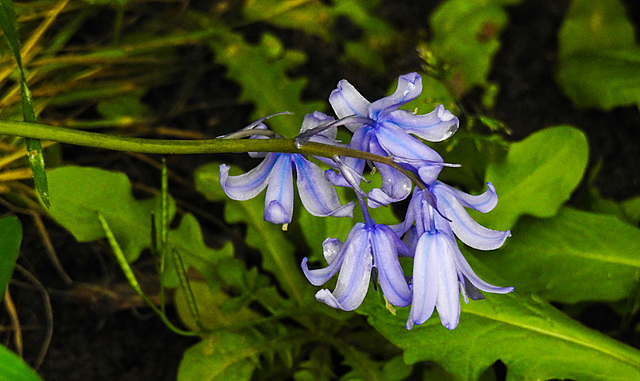 20210516 0195CPw [D~LIP] Spanisches Hasenglöckchen (Hyacinthoides hispanica), Bad Salzuflen