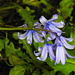20210516 0195CPw [D~LIP] Spanisches Hasenglöckchen (Hyacinthoides hispanica), Bad Salzuflen