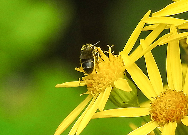 20210725 1956CPw [D~LIP] Insekt, Jakobs-Greiskraut (Jacobaea vulgaris), Bad Salzuflen