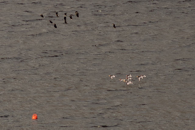 9 Oystercatchers 10 Lapwing in flight at Torside Reservoir