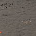 9 Oystercatchers 10 Lapwing in flight at Torside Reservoir