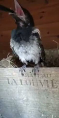 Jeune pie, sauvée des griffes des chats