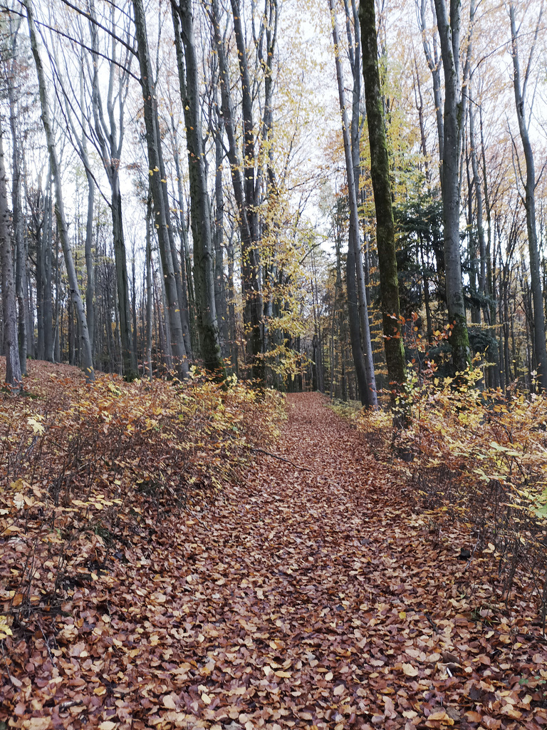 Fränkischer Jakobsweg: Betzenstein - Gräfenberg