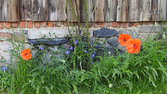 Mohn + Immergrün