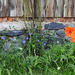 Mohn + Immergrün