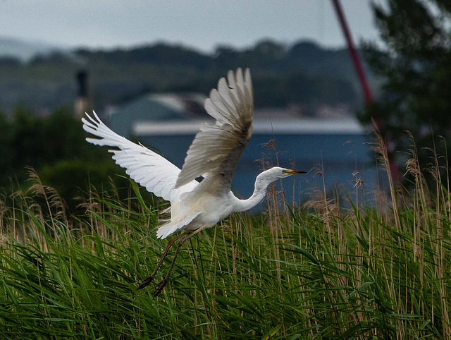 Great white egret