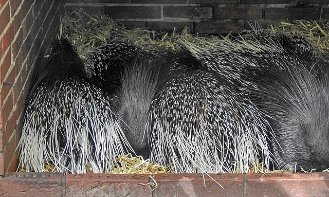 20230809 3736CPw [D~PB] Stachelschwein (Hystrix cristata), Nadermann Tierpark, Delbrück