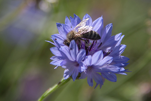 20140719 4067VRAw [D~LIP] HDR1  Freilichtmuseum Detmold