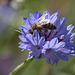 20140719 4067VRAw [D~LIP] HDR1  Freilichtmuseum Detmold