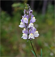 Pale toadflax; purple honeysuckle