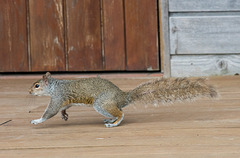 A squirrel on the move