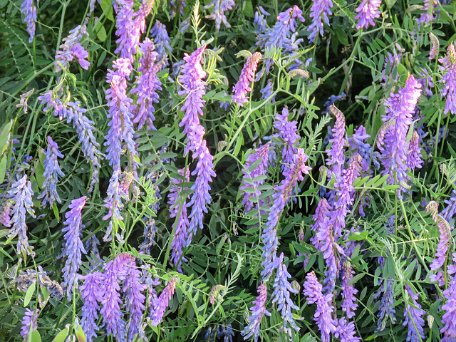 Closer view of Bird Vetch