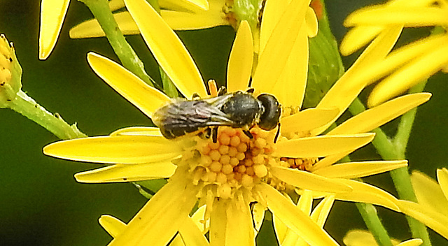 20210725 1957CPw [D~LIP] Insekt, Jakobs-Greiskraut (Jacobaea vulgaris), Bad Salzuflen