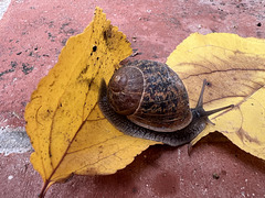 Wandering snail