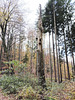 Fränkischer Jakobsweg: Betzenstein - Gräfenberg