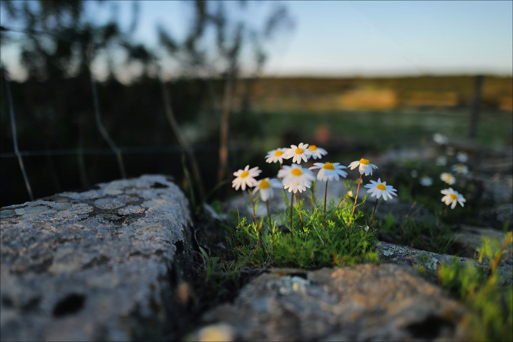 Penedos, Chamaemelum fuscatum