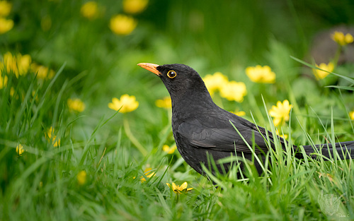 Blackbird