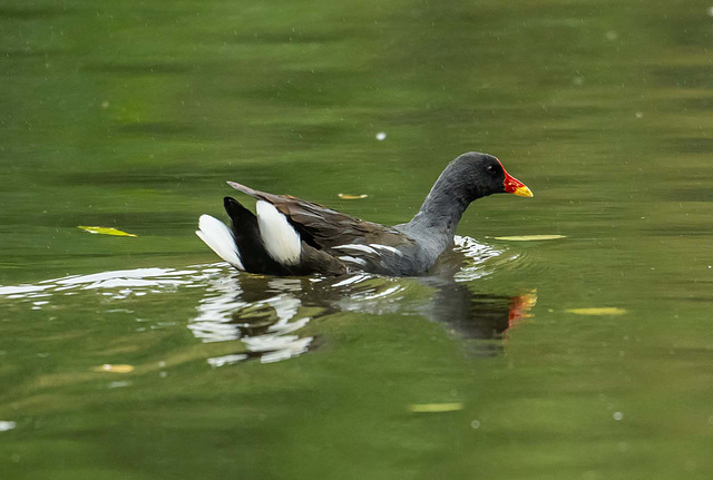 Moorhen