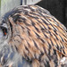 20230809 3738CPw [D~PB] Uhu (Buba buba), Nadermann Tierpark, Delbrück