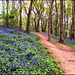 Bluebells