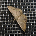 IMG 2655 Moth