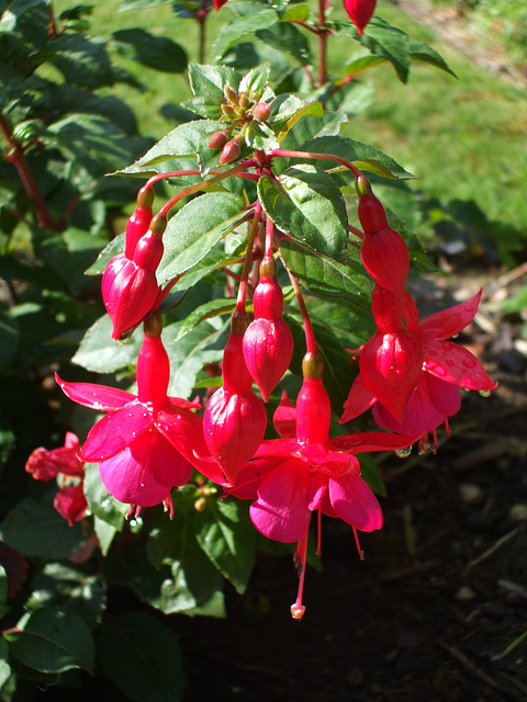 Fulbourn Garden 2011-07-23 003