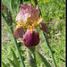 Iris jacquesiana (1)