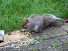 Grey Squirrel Stealing Seeds Meant For Birds