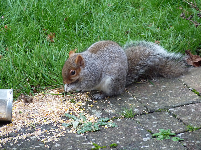 Grey Squirrel Stealing Seeds Meant For Birds
