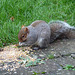Grey Squirrel Stealing Seeds Meant For Birds