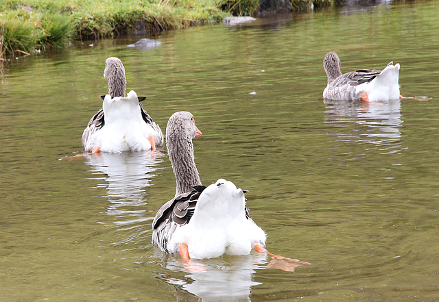 Gänse im Ahrntal