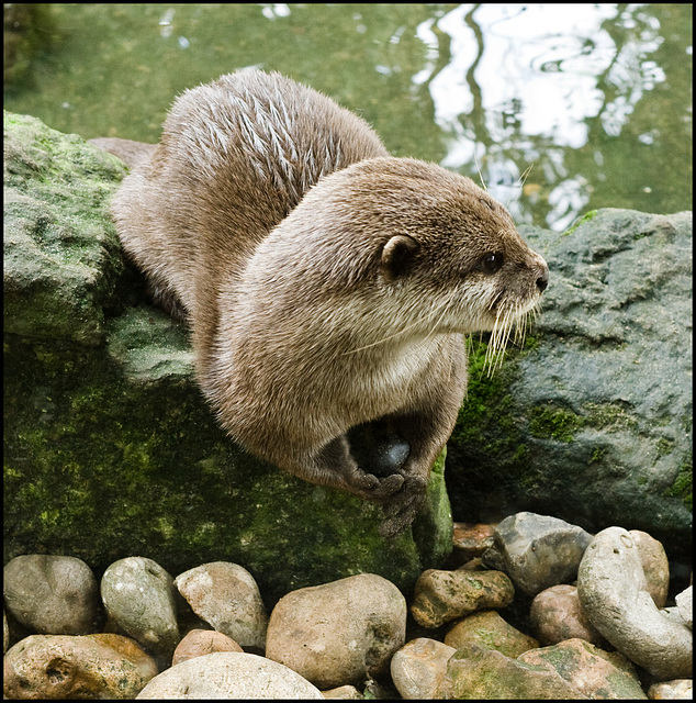 Zen otter