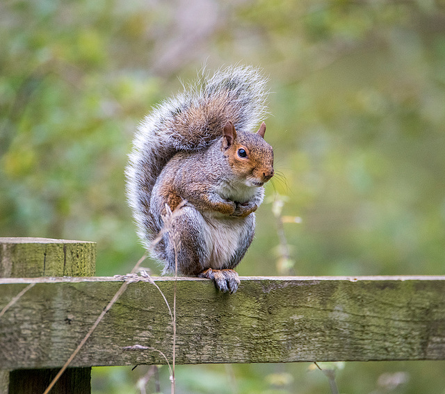 A squirrel that kept me company today