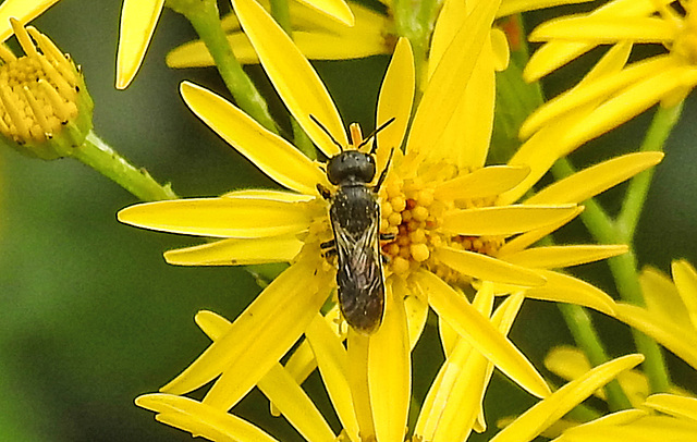 20210725 1959CPw [D~LIP] Insekt, Jakobs-Greiskraut (Jacobaea vulgaris), Bad Salzuflen
